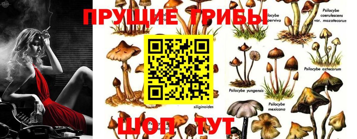 Котовск  Псилоцибиновые грибы Psilocybine cubensis  Вход с VPN 